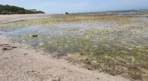 Vuelve a retirarse el mar en playas de Puerto Plata