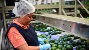 Por qué están tan caros los aguacates