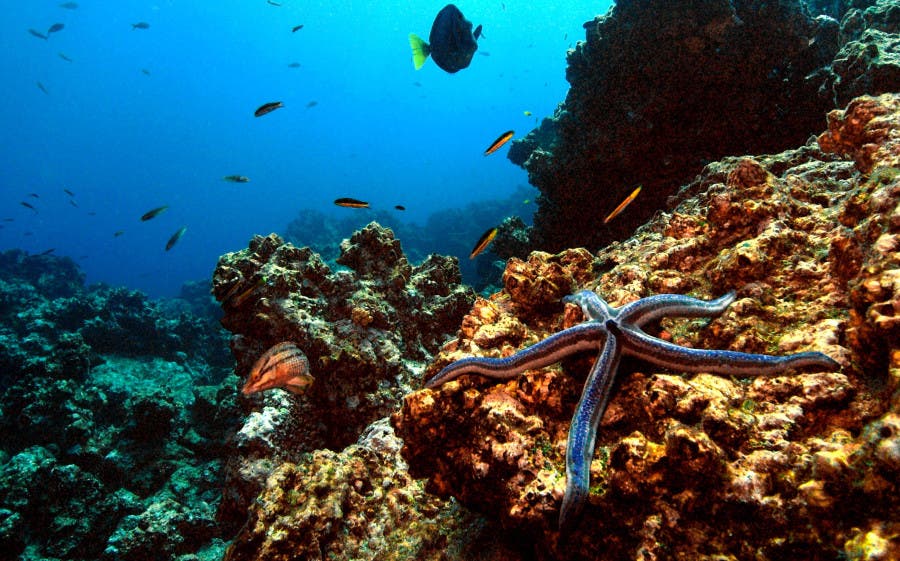Entidades firman acuerdo para cuidar arrecifes