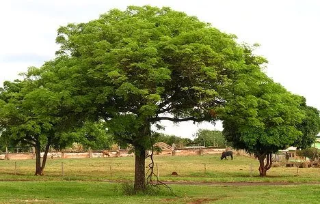 Hoy se celebra el Día del Árbol