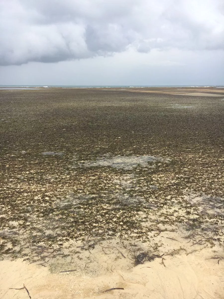 terreanas terreanas
