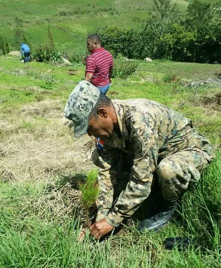 Inician reforestación en Valle Nuevo