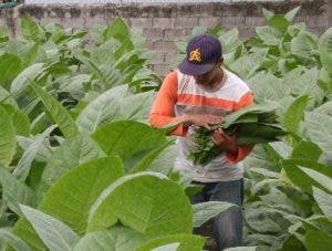 El cultivo del tabaco impacta en el medio ambiente y perjudica el desarrollo