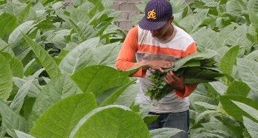 El cultivo del tabaco impacta en el medio ambiente y perjudica el desarrollo