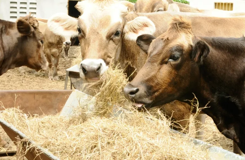 SEGUNDA.-Comiendo para dar leche. Foto/Alina Mieses