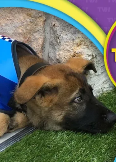 Perro policía despedido por ser tierno