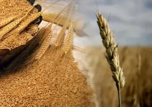 El gluten pasó a ser una proteína escasa