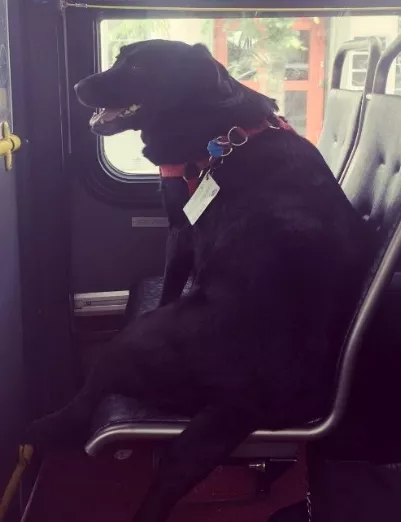 Eclipse, el perro que viaja en autobús como persona