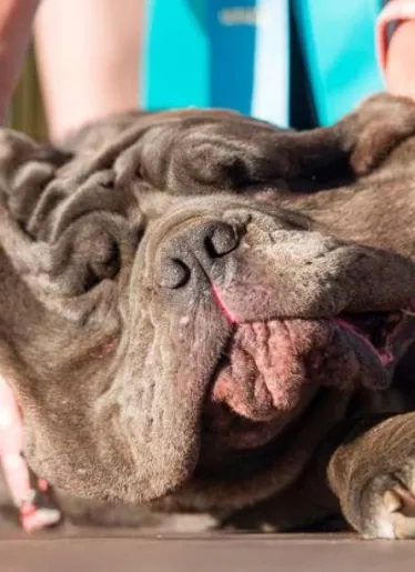 Perro más feo del mundo Martha gana premio