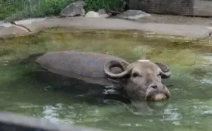 Piel de búfalo de agua es usada en accesorios