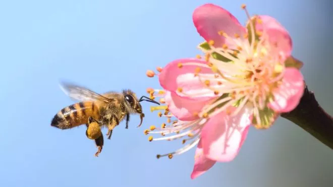 ¿Por qué sería una catástrofe que desaparecieran las abejas?