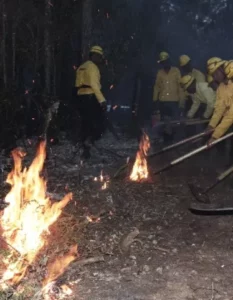 Traficantes queman bosques guaconejo