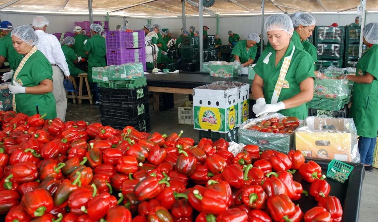 Exportaciones bajan en la última década