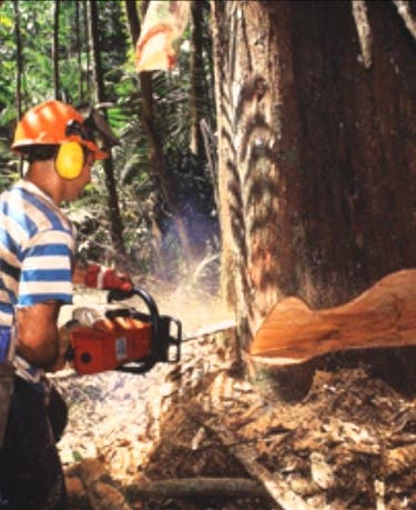 Industria niega tala de árboles guaconejo