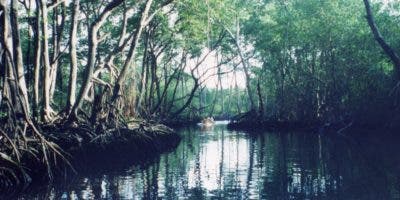 Los manglares, una barrera contra tóxicos