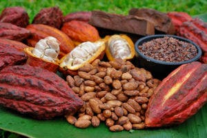 Impulsan buenas prácticas para mejorar producción de cacao en Latinoamérica