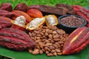 Impulsan buenas prácticas para mejorar producción de cacao en Latinoamérica