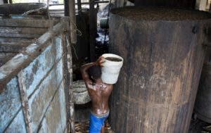 En esta imagen, Gabriel Shnaider, de 22 años, carga con un cubo de zumo de azúcar de caña hasta un contenedor más grande para su fermentación, en la destilería Ti Jean, donde se fabricar clairin, una bebida alcohólica azucarada, en Leogane, Haití. AP