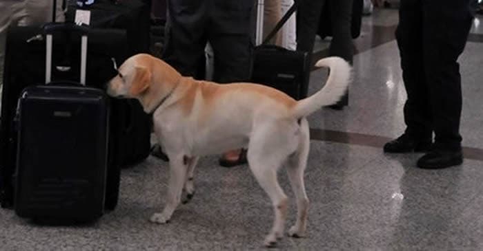 DNCD dice investigará circunstancias en que uno de sus caninos mordió pasajera en AILA