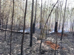 Controlan incendio que afectó bosques en la Sierra de Bahoruco