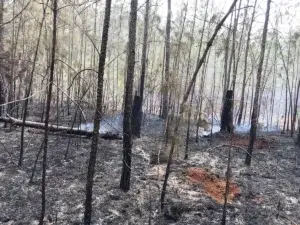 Controlan incendio que afectó bosques en la Sierra de Bahoruco