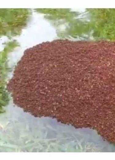 Hormigas hacen una isla tras inundación