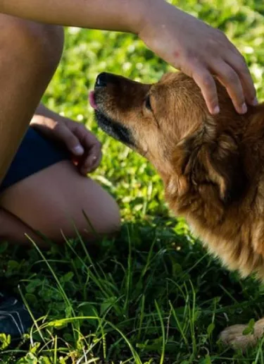 No quiso vender comida a perros callejeros