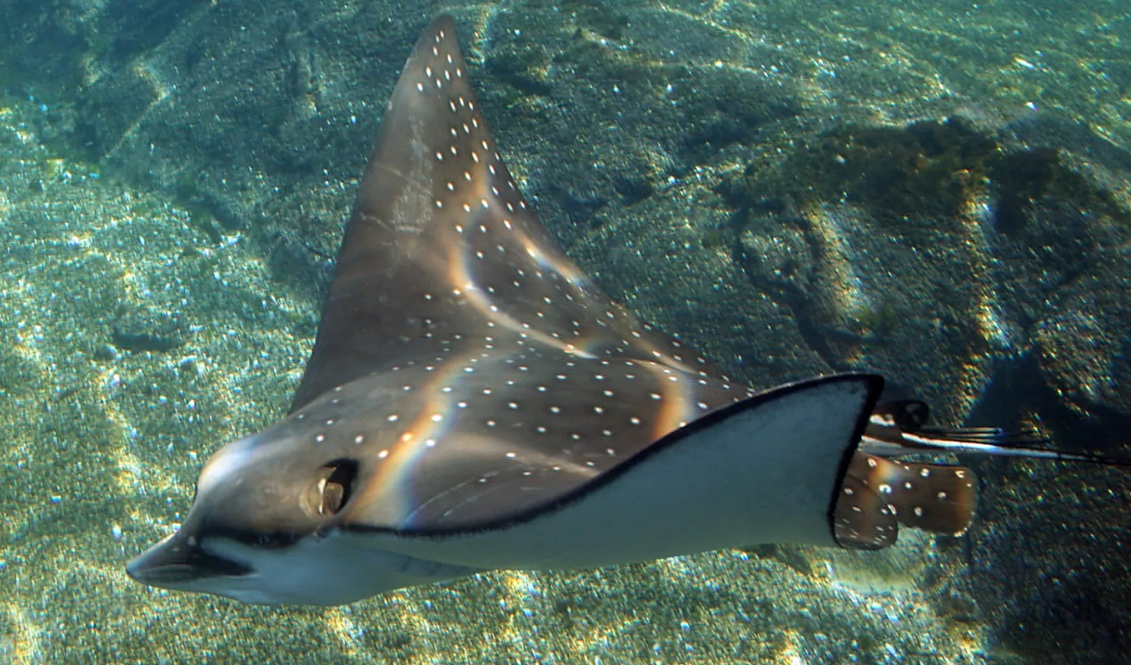 Peces mantarraya, limpiadores del fondo de mar