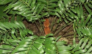 De la cepa de la guáyiga  los taínos hacían el pan