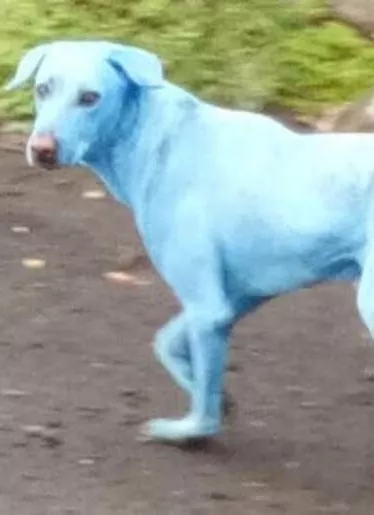 Perros azules,  extraño caso en la India