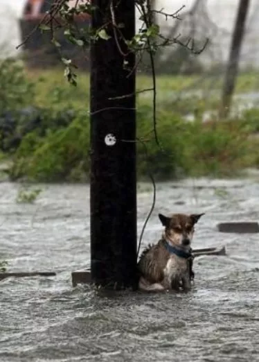 Encadena perro y lo abandonan en tormenta