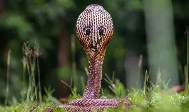 Un cobra que ríe provoca asombro