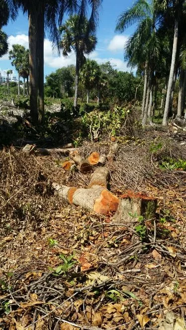 Apresan dos haitianos realizaban talas de árboles para fabricar carbón en zona boscosa de Cabarete y Sosúa