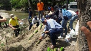 Siembran bambúes para reforestar cuenca del río Bajabonico en Altamira