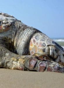 La gigantesca tortuga de 700 kilos hallada muerta