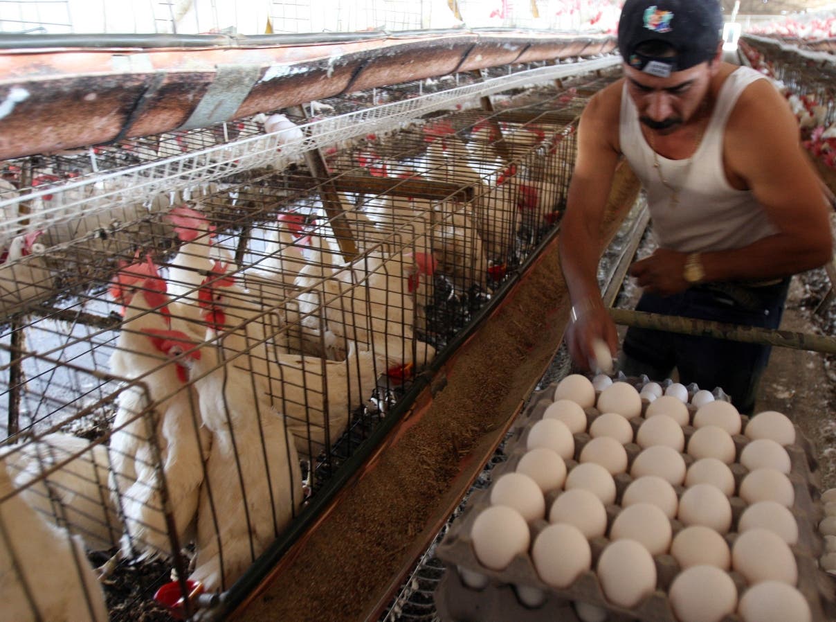 Productores confirman muerte miles de pollos y gallinas; aumentan precio de la carne  