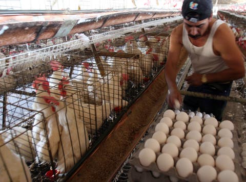Consumo de huevos es de 5 millones al día