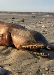 Aparece extraño animal en un playa de Texas