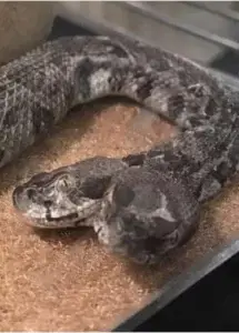 Trabajador encuentra serpiente de dos cabezas