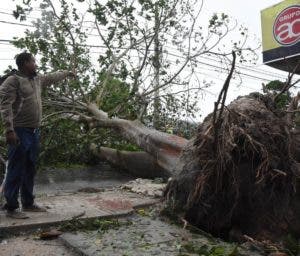 La furia de “María” derribó algunos árboles en la región Este.