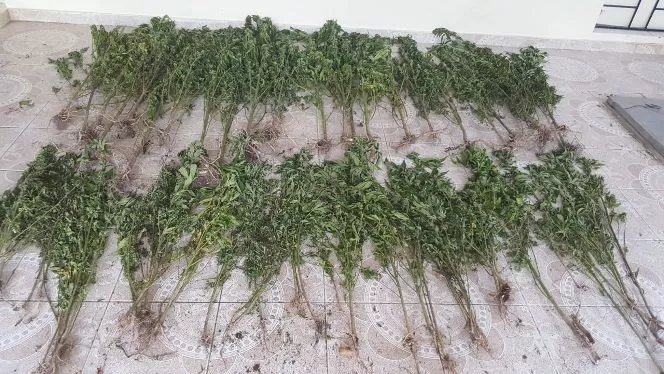 DNCD decomisa plantación de marihuana en Peravia y San Juan