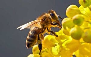 Abejas pueden reducir impacto de cambio climático en el café de Latinoamérica