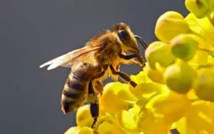 Abejas pueden reducir impacto de cambio climático en el café de Latinoamérica