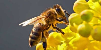 Abejas pueden reducir impacto de cambio climático en el café de Latinoamérica