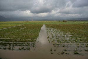 Plantación de plátanos totalmente inundada en Yabucoa, Puerto Rico, el 21 de septiembre del 2017. El huracán María causó estragos al sector agrícola puertorriqueño. (AP Photo/Carlos Giusti, File)