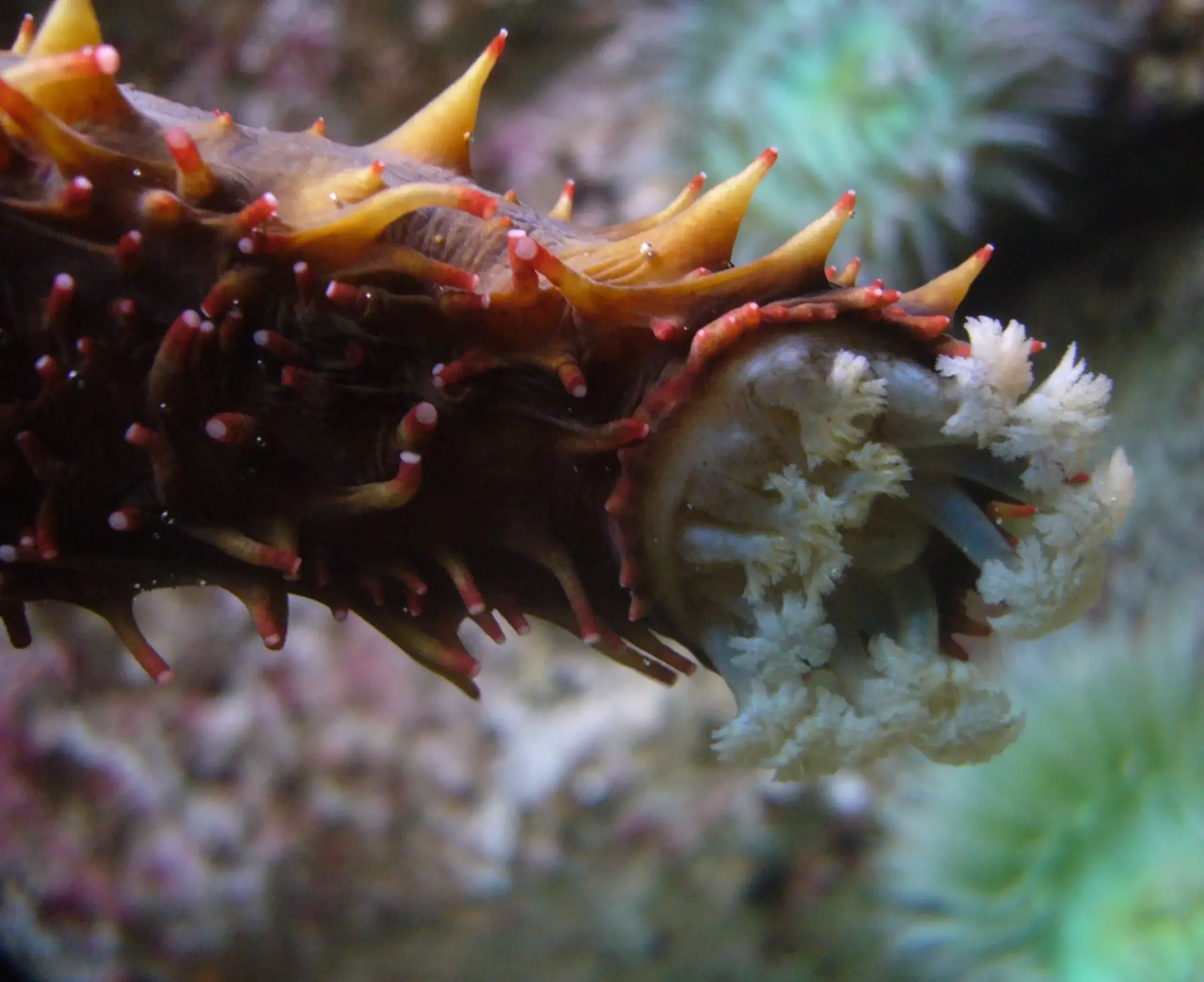 Los pepinos de mar evitan daños a otras especies