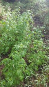 DNCD decomisa plantación de marihuana en Peravia