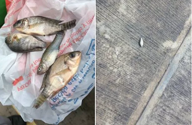 Peces acompañan a la lluvia en el noreste de México