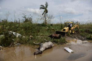 Huracán María afectó considerablemente costas, bosques y manglares en Puerto Rico