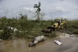 Huracán María afectó considerablemente costas, bosques y manglares en Puerto Rico